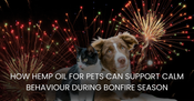 How Hemp Oil for Pets Can Support Calm Behaviour During Bonfire Season