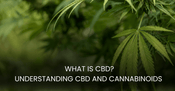What Is CBD? Understanding CBD and Cannabinoids