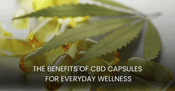 The Benefits of CBD Capsules for Everyday Wellness